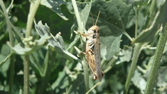Melanoplus sanguinipes
