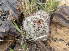 Mammillaria tetrancistra