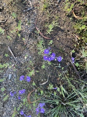 Utricularia dichotoma