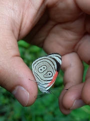 Diaethria clymena