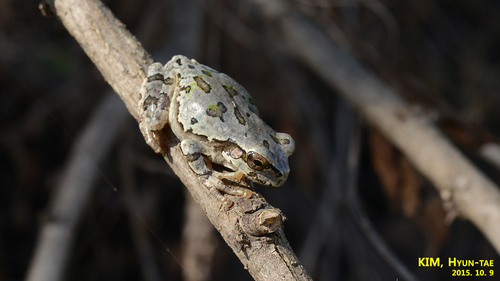 Japanese Treefrog, Dryophytes japonicus