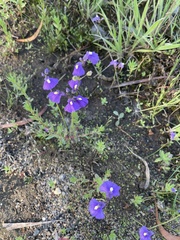 Utricularia dichotoma