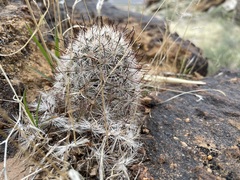 Mammillaria tetrancistra