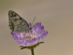 Melanargia titea