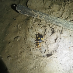 Pheropsophus jessoensis