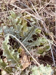 Cirsium undulatum