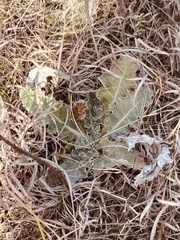Cirsium undulatum