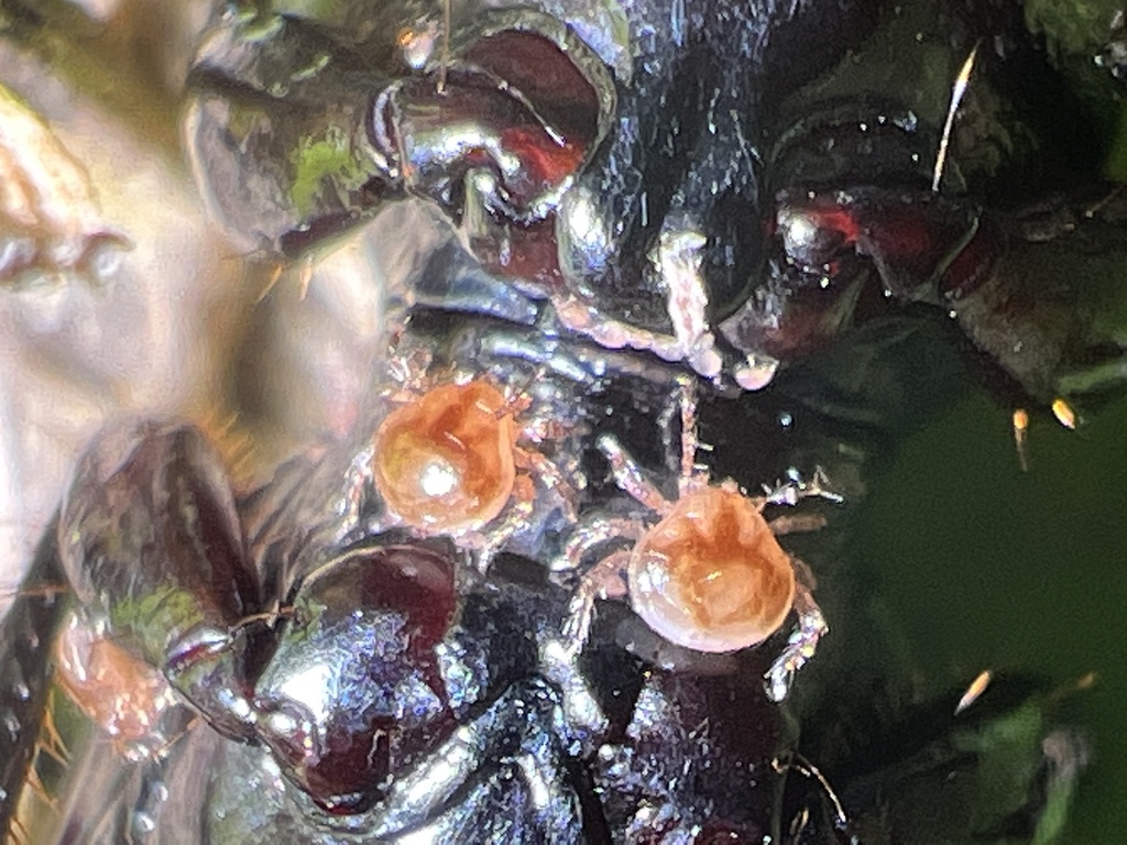 Micromegistus