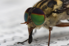 Scaptia auriflua