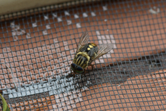 Scaptia auriflua