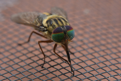 Scaptia auriflua