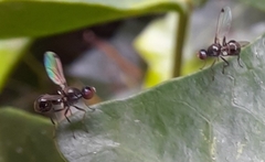 Parapalaeosepsis plebeia