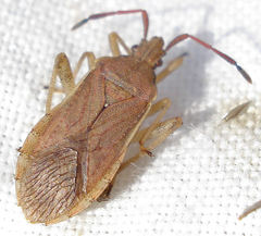 Ceraleptus lividus