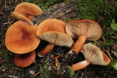 Lactarius badiosanguineus