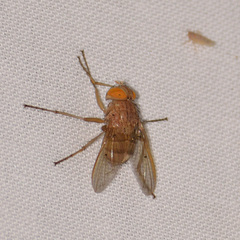 Ormia