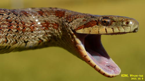 Steppe Ratsnake
