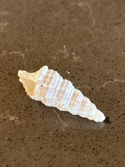 Lampanella minima