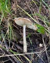 Amanita populiphila