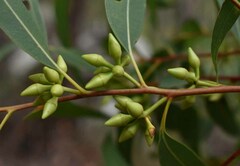 Eucalyptus exserta