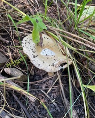 Amanita populiphila