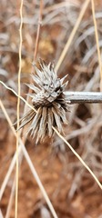 Echinacea angustifolia