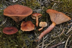 Lactarius badiosanguineus