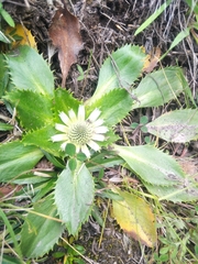 Eryngium humile