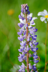 Lupinus polyphyllus