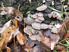 Schizophyllum