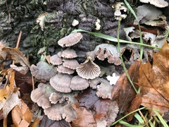 Schizophyllum