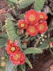 Opuntia woodsii
