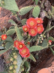 Opuntia woodsii