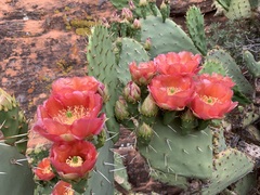 Opuntia woodsii