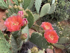 Opuntia woodsii
