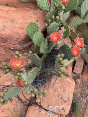 Opuntia woodsii