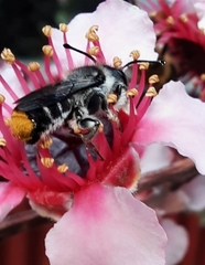Megachile ferox