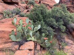 Opuntia woodsii