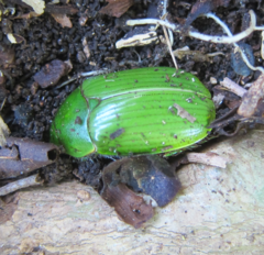 Stethaspis suturalis