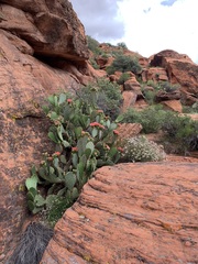 Opuntia woodsii