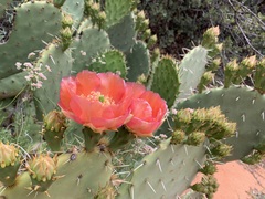 Opuntia woodsii