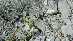 Exoprosopa rostrifera