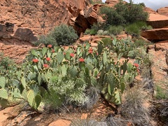 Opuntia woodsii