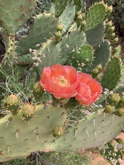 Opuntia woodsii
