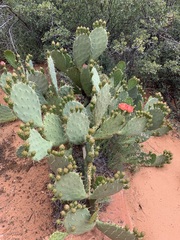 Opuntia woodsii