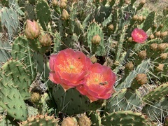 Opuntia phaeacantha