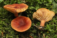 Lactarius badiosanguineus