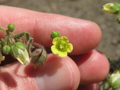 Emmenanthe penduliflora
