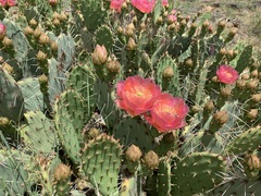 Opuntia phaeacantha