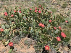 Opuntia phaeacantha