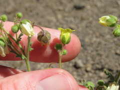 Emmenanthe penduliflora